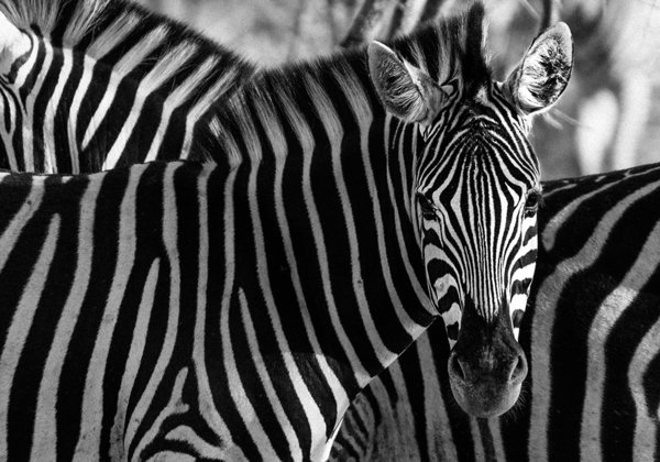 Zebras (Artikel 1036), Verhältnis ca. 3:2, Fotograf Thomas Baeslack
