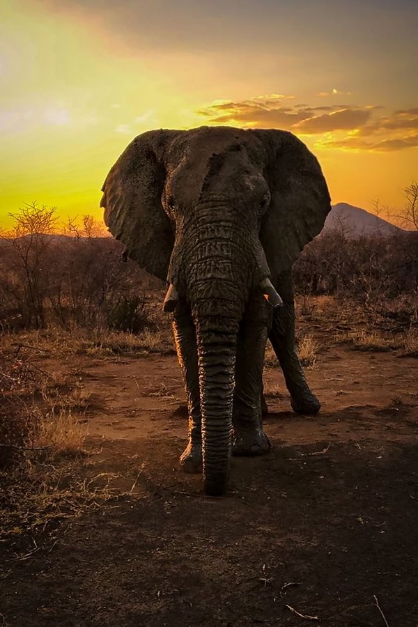 Afrikanischer Elefant (Artikel 1049),Verhältnis 2:3, Fotograf Thomas Baeslack
