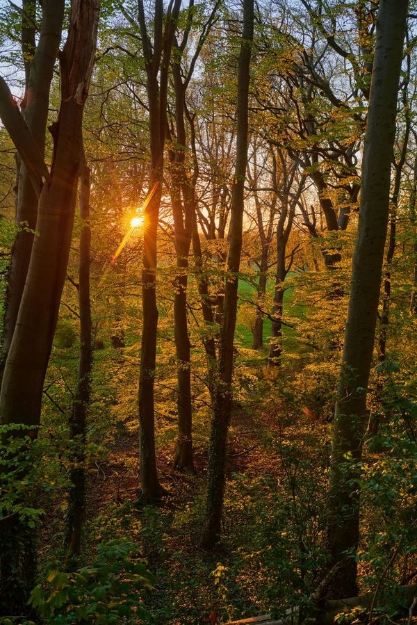 Sonne im Wald (1068), Verhältnis 2:3, Fotograf Ingo Wächter