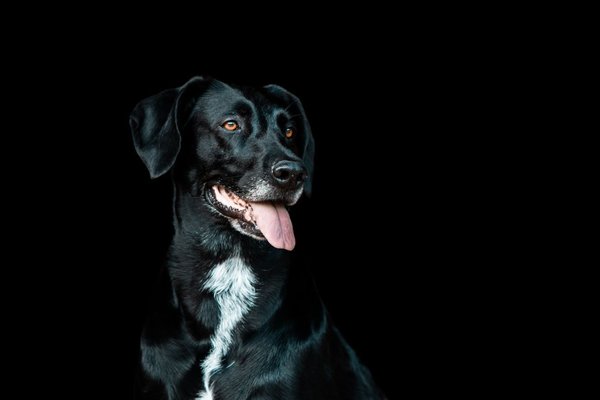 Hund mit Schwarz (Art. 1090), Verhältnis 3:2, Fotografin Mira Urban