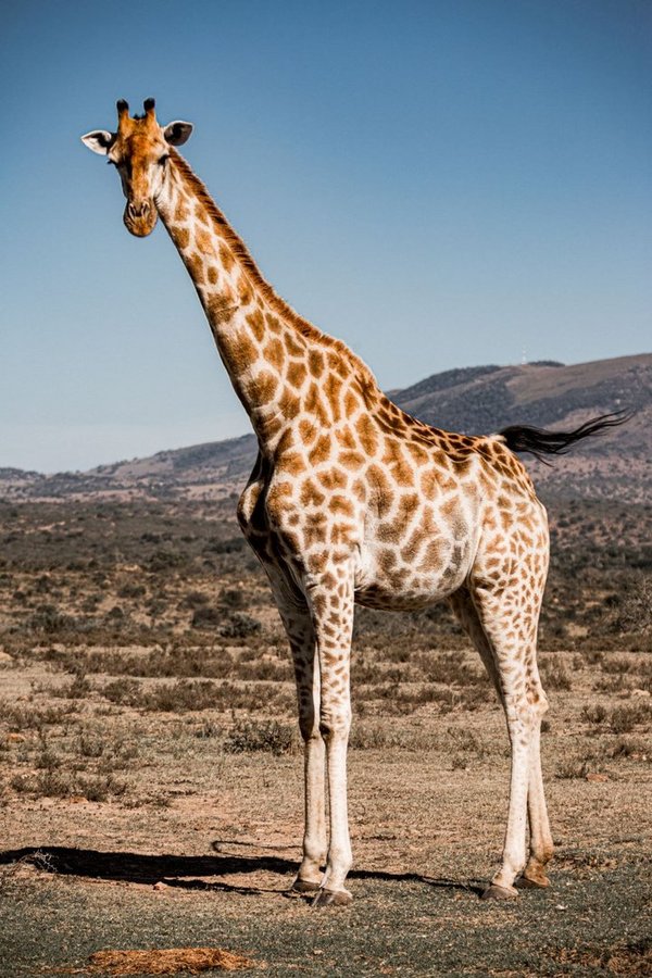 Giraffe (Art. 1133), Verhältnis 2:3, Fotograf Thomas Baeslack