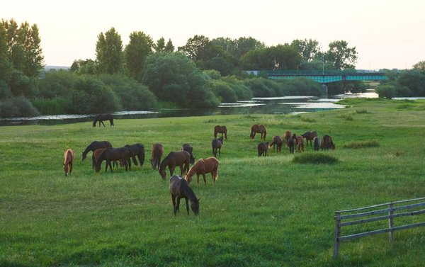 Pferde an der Aller (Art. 1139), Verh. 3:2, Fotograf Ingo Wächter